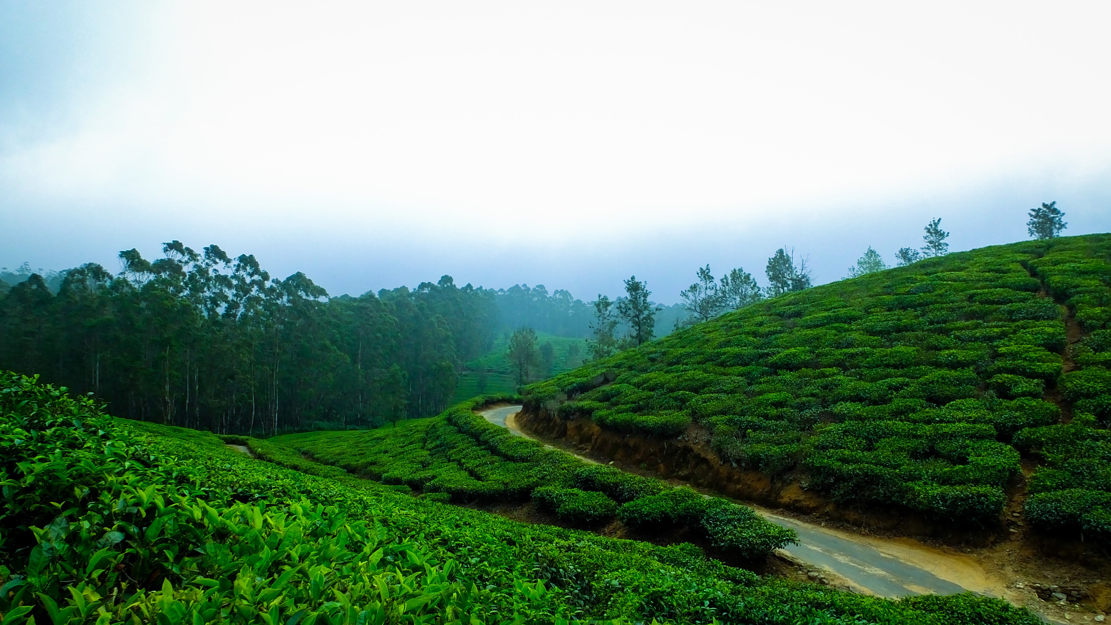 Tea Plantation Background